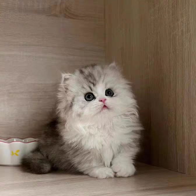 猫舍直销批发价格出售米努特矮脚猫